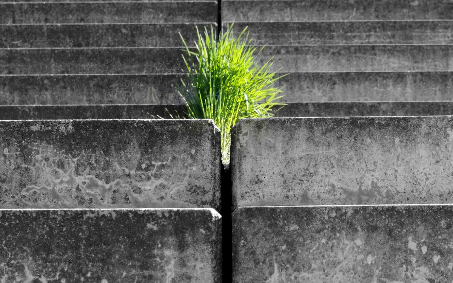 Bright green grass growing between gray concrete slabs, symbolizing resilience and life amidst stark urban structures - WebGrit