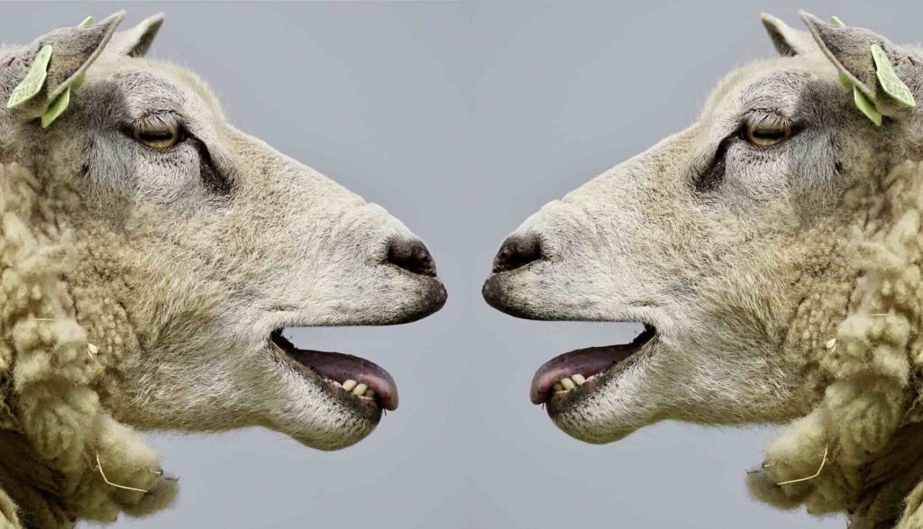 2 sheep face each other with open mouths, appearing to be in conversation - WebGrit