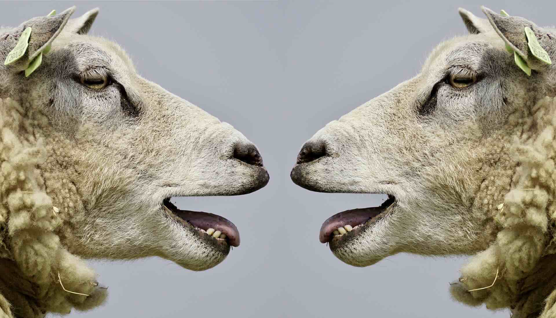 2 sheep face each other with open mouths, appearing to be in conversation - WebGrit